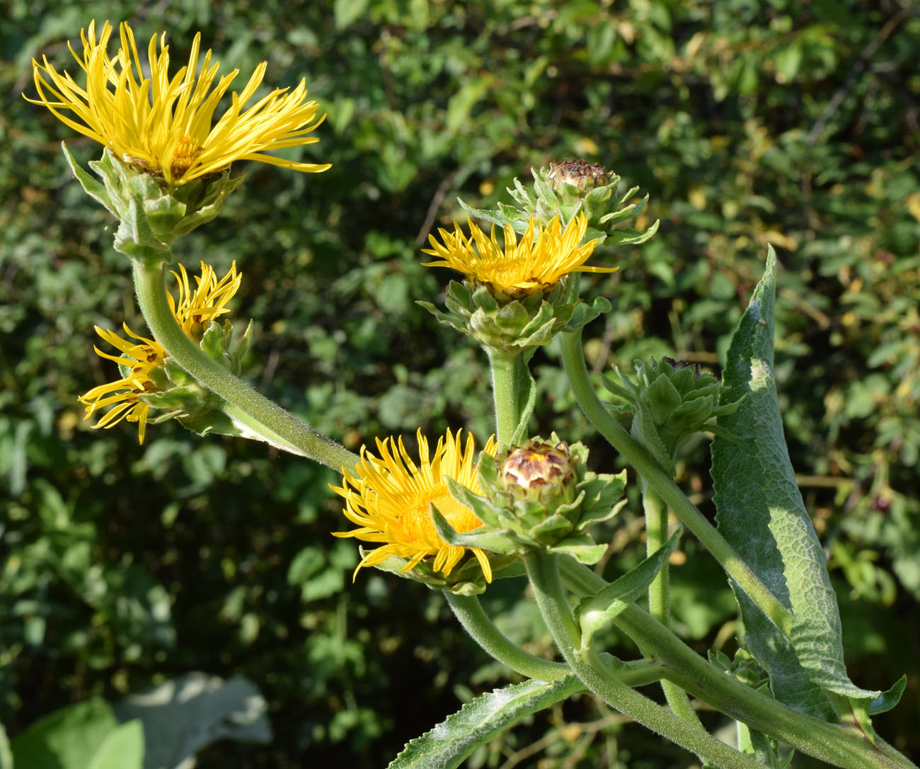 Plant Image